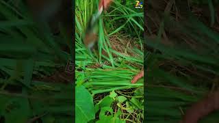 Tools Peel off the lemongrass plant and replant it boykingtv farming shortsvideo pepperharvest [upl. by Eikram]