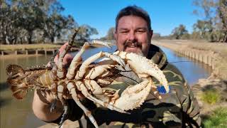 I hit the freshwater crayfish jackpot [upl. by Nwadal]