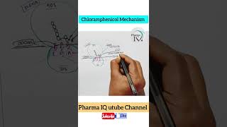 💥💥Chloramphenicol Mechanism of action🔥 utubeshorts reelsvideo chloramphenicol antibiotics dpee [upl. by Mcgrody]