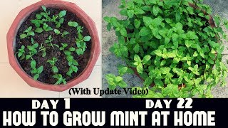 How to Grow Mint at Home Fast n Easy [upl. by Gamaliel]