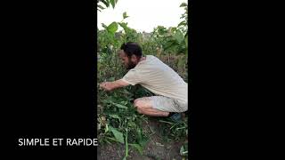 Le paillage à la consoude en permaculture [upl. by Tova]