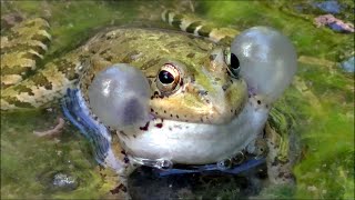 Rana común Pelophylax perezi Iberian Water Frog [upl. by Ragg]