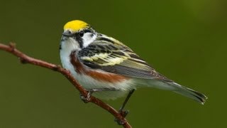 Birding Warblers [upl. by Haroun]