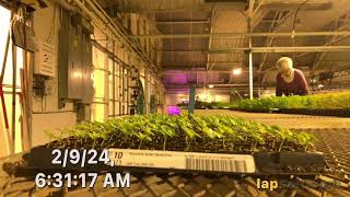 Hypoestes Germination Time Lapse [upl. by Eenttirb42]