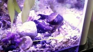 Mithrax Crab Molting [upl. by Elstan]