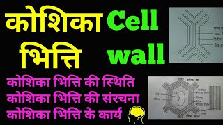 कोशिका भित्ति की स्थिति संरचना और कार्य  Structure and function of Cell wall  Hindi [upl. by Jens947]