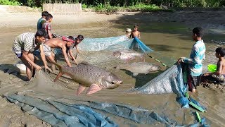 Fish Catching In Mud Water Pond Using The fishing Net [upl. by Kayne]