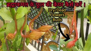 How to care Brahma Kamal Flowers Buds [upl. by Just]