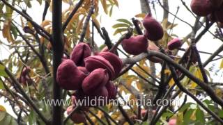 Sterculia foetida or Java Olive [upl. by Anirbed]