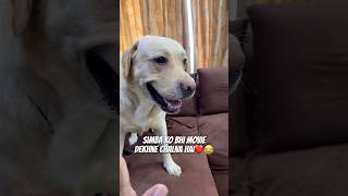 Simba Bhi Jayega😂❤️ doglover minivlog dogshorts ytshorts labrador [upl. by Erving]