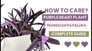 How to Care for Tradescantia Pallida Purple Heart Plants All You Need to Know [upl. by Branch991]