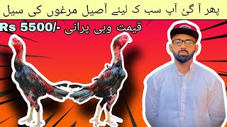 Aseel murga sale in lahore  Aseel murga  Pet Vlogs  Aseel Vlogs [upl. by Albur]