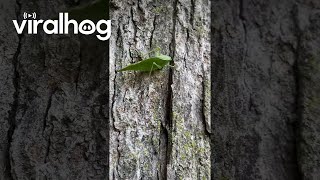 Leaf Insect Hops From Hand To Tree  ViralHog [upl. by Aohsoj11]