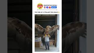 The Steller’s Sea Eagle Haliaeetus pelagicus 😳 facts fyp shorts youtubeshorts [upl. by Eriha626]