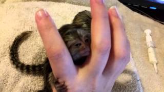 Baby marmosets [upl. by Close]