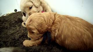 Cute Goldendoodle puppies playing at 4 weeks old [upl. by Leede428]