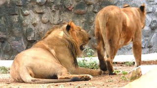 Couple od Bigcats living with each other  Gwalior Zoo  Zoological Park [upl. by Anerroc]