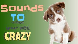 Sounds That Will Make Your Dog Tilt Their Head Doorbell I PROMISE [upl. by Lilahk]