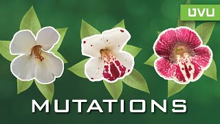 What is Mutation [upl. by Michale247]