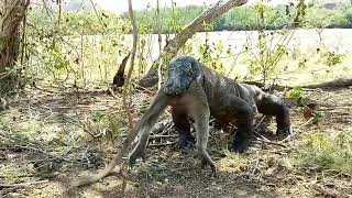 Dragão de komodo comendo macaco😱 [upl. by Ninetta]