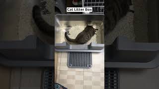 Discover these clever tips for litter box maintenance and enjoy a fragrant home [upl. by Llednav]