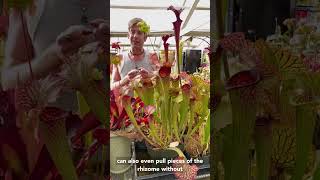 How To Propagate Sarracenia American Pitcher Plants [upl. by Eidac36]