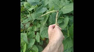 Field peas cowpeas pinkeye purple hull [upl. by Wolram]