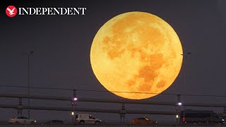 Live Blue Supermoon captured above Australias Sydney Opera House [upl. by Ainekahs]