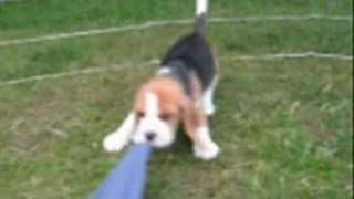 beagle  puppies six weeks old [upl. by Norvan]