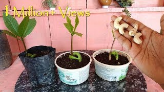 How to grow Cashew tree from seed at home काजू घर पे भी ऊगा सकते हैं आसानी से  Fast amp Easy [upl. by Aicala]