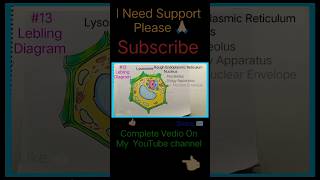 How To Draw Plant Cell Diagram  Plant Cell Drawing  youtubeshorts shortvideo short [upl. by Shulock]