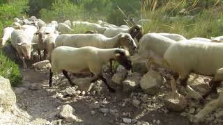 Una tarde con un ganado de ovejas y cabras [upl. by Onitsirc]