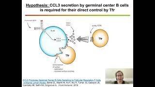 Dual role of follicular regulatory T cells in the control of B cellresponse to vaccination [upl. by Ahsitauq876]