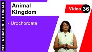 Animal Kingdom  NEET  Urochordata  Neela Bakore Tutorials [upl. by Nerral]