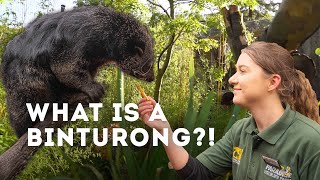 Have you ever seen a binturong  Paradise Wildlife Park [upl. by Nmutua703]