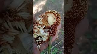 earbud 🌹😍🌹 big flower beautifulnature shortsvideo viral medicinalplants9 [upl. by Cynthea]