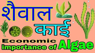 शैवाल क्या है  शैवाल के लक्षण आकार नाम और संरचना तथा आर्थिक महत्व  Economic importance of algae [upl. by Nylime]