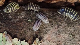 Today Pt 1  Many Colored Zebras Armadillidium Macultum Yellow and High White isopods [upl. by Lucie450]