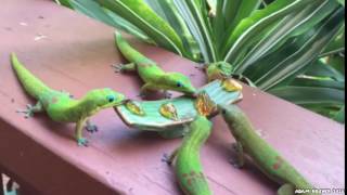 Geckos With Yoshi Sounds [upl. by Mildred72]