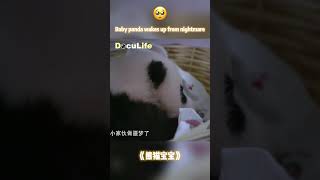 Baby panda wakes up from nightmare熊猫宝宝做噩梦醒来了【DocuLife】 [upl. by Innad628]