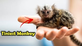 Meet the Pygmy Marmoset  Earths Smallest Primate [upl. by Learrsi]