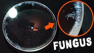 How to Remove Fungus from a Camera Lens FAST amp EASY [upl. by Outhe]