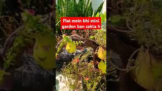 Flat mein bhi mini garden bana sakte h 🌹💐💐 [upl. by Phillis]