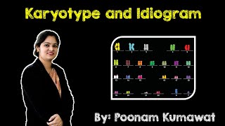 Karyotype and Idiogram  Cytology Molecular Biology  Genetics  NEET  AIIMS Board Exams [upl. by Nagle]