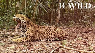 Wildlife  Animals  Jaguar Cougar Onza Bobcat Eagle Javelina Coyote Bear Deer Trail Cam 55 [upl. by Colet]