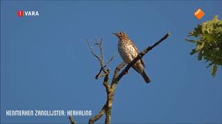 Vroege Vogels  Cursus Vogelzang [upl. by Euqinamod]