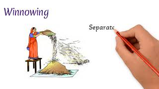 Methods of separation  Handpicking  Threshing  Winnowing  Sieving  Learn to Remember [upl. by Cookie796]