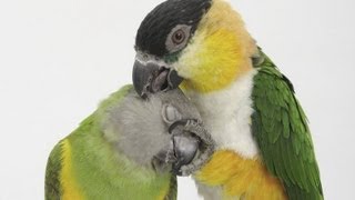 Blackheaded Caique x Senegal Parrot ズグロシロハラ ✕ ネズミガシラハネナガ [upl. by Ragg]