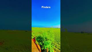 Pindara view ⚡️ song music gamdu gujratisong gujratistatus trending subscribe [upl. by Neenahs]