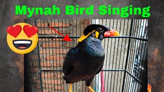 Mynah Bird Singing Various Sound of Hill Myna 4K Talking Hill Mynah birds chirping shorts [upl. by Rayshell]